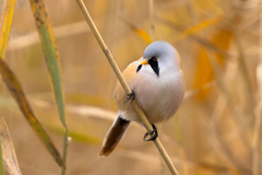 Bearded Reedling photo 3