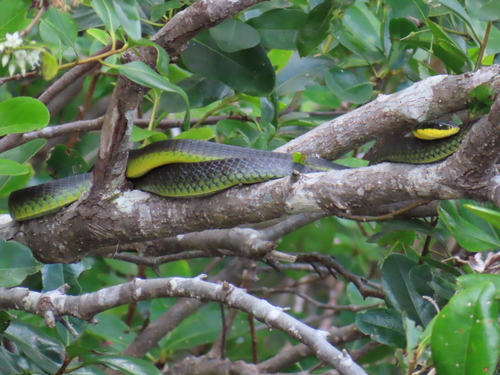 Common Tree Snake sighting