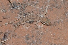 Baluch Ground Gecko photo 4