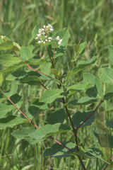 Apocynum × floribundum