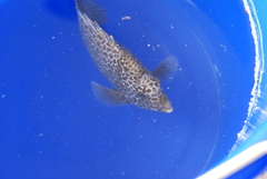 Oplegnathus punctatus