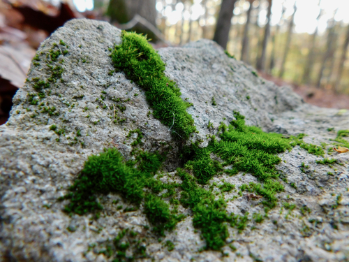 Toothed Streak-moss (Rhabdoweisia crispata)