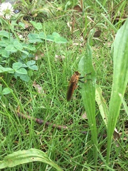 Cophinopoda