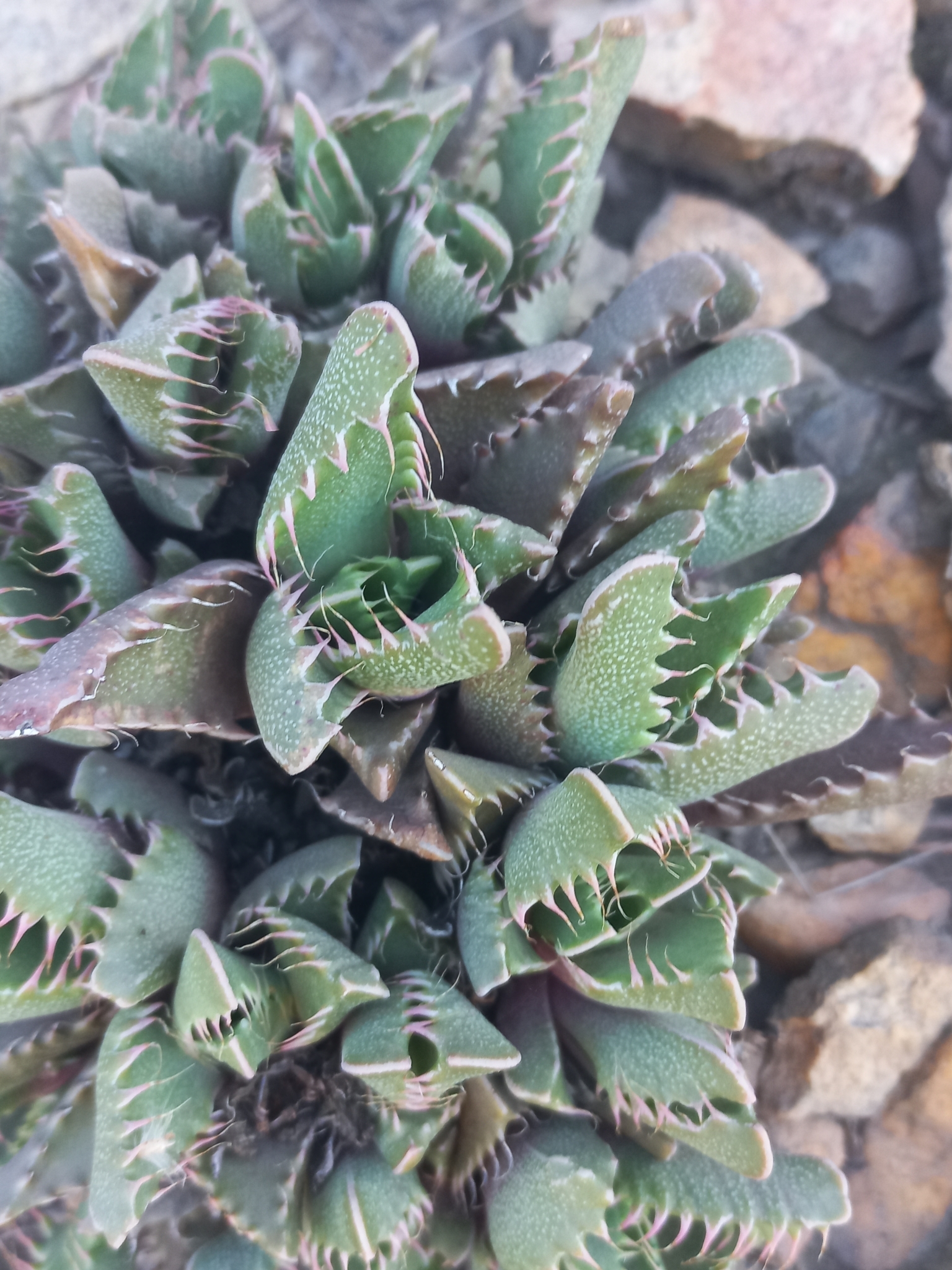 Faucaria britteniae
