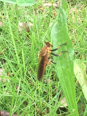 Cophinopoda