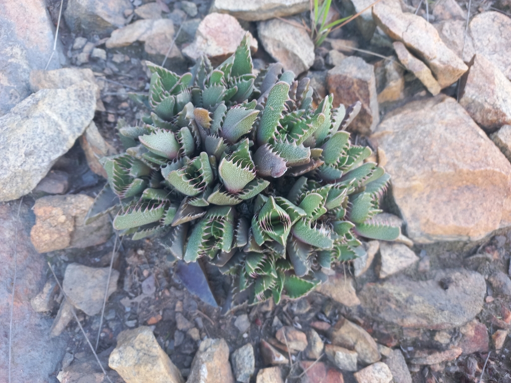 Faucaria britteniae; photograph (c) Brian du Preez, some rights reserved (CC BY-SA)