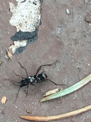 Neoclytus muricatulus