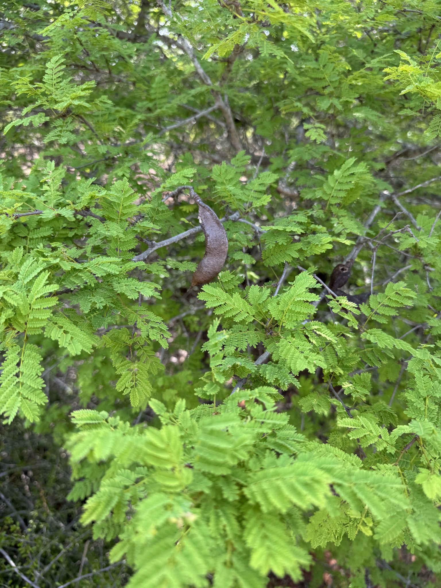 Imagem de Albizia masikororum