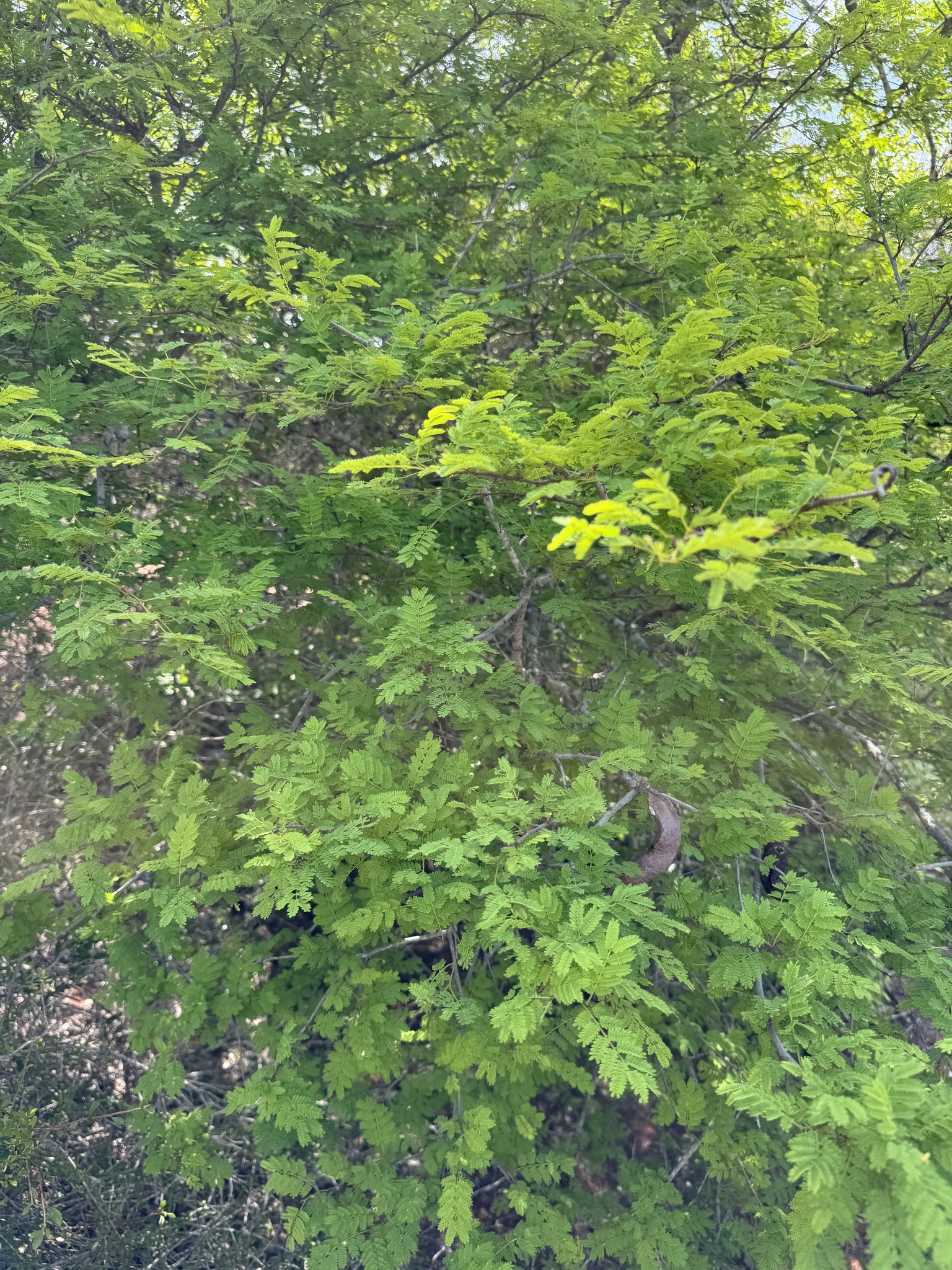 Imagem de Albizia masikororum