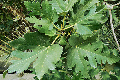 Ficus johannis
