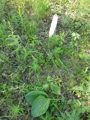Plantago maxima