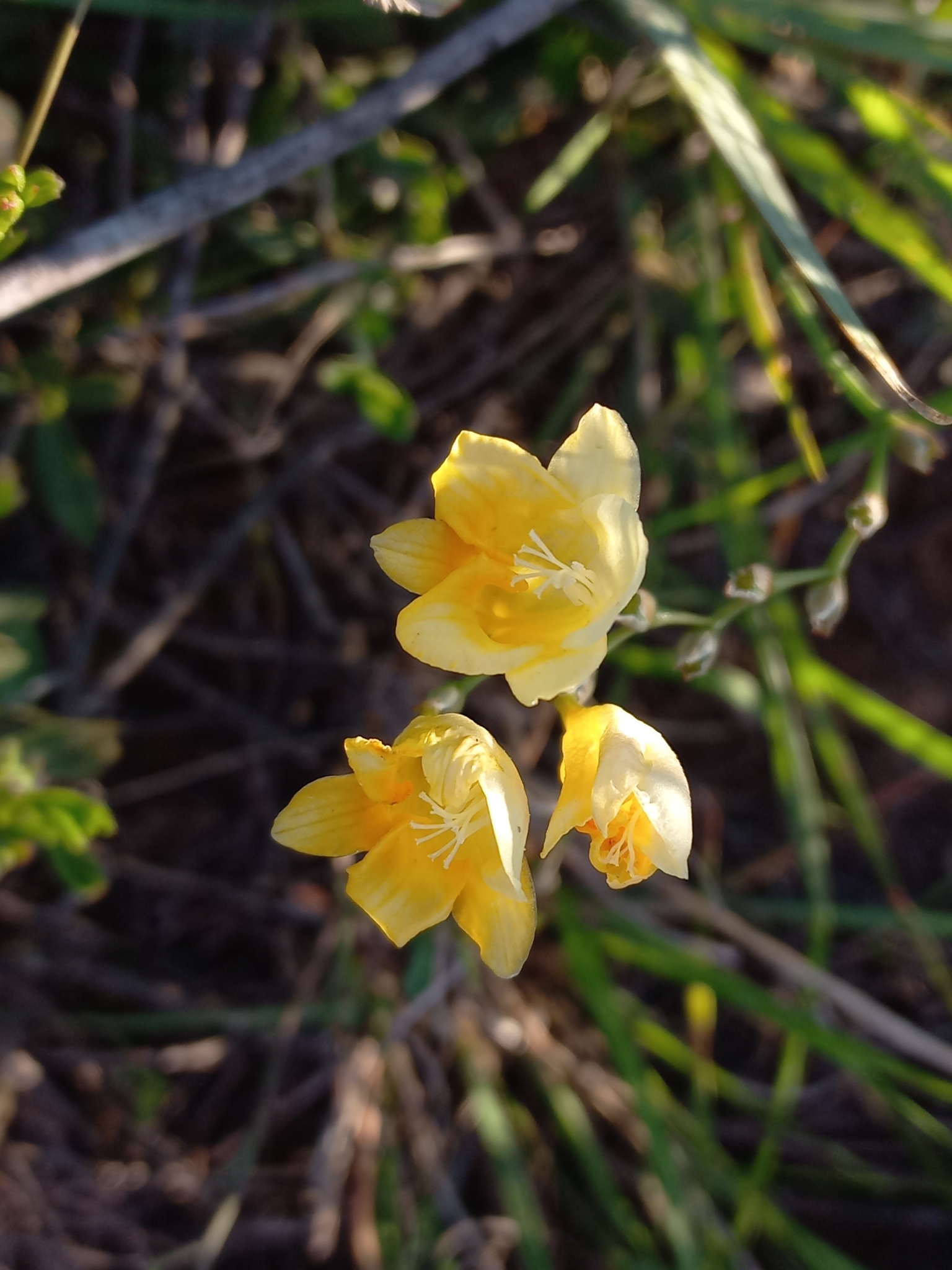 Common Kammetjie (Freesia corymbosa)