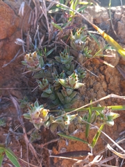 Trichodiadema intonsum
