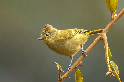 Yellow-browed Tit (Sylviparus modestus), photo 10
