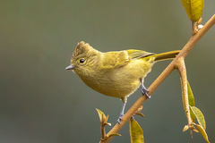Yellow-Browed Tit photo 2