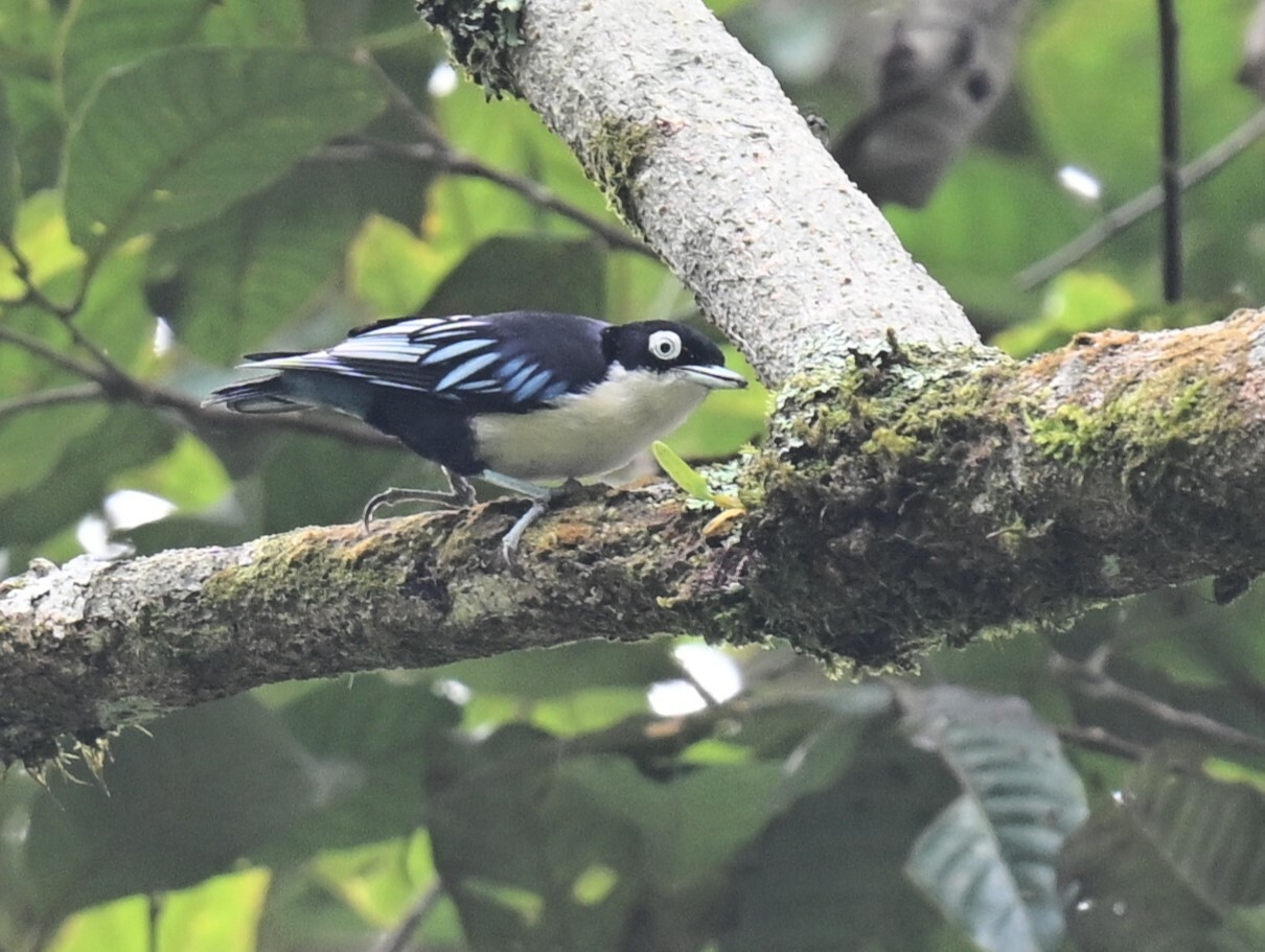 Blue Nuthatch