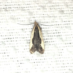 Dichomeris inserrata