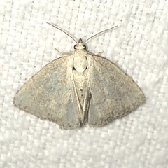 Protodeltote albidula