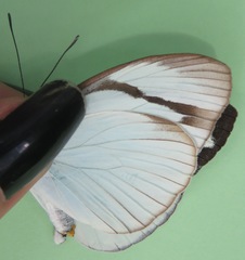 Itaballia demophile centralis