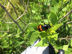 Nicrophorus marginatus