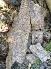 Dendroctonus frontalis