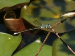 Lestes eurinus