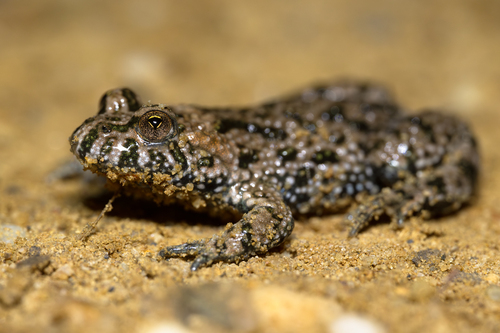 European Fire-Bellied Toad