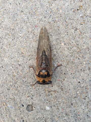 Megatibicen pronotalis