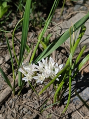 Allium brandegeei