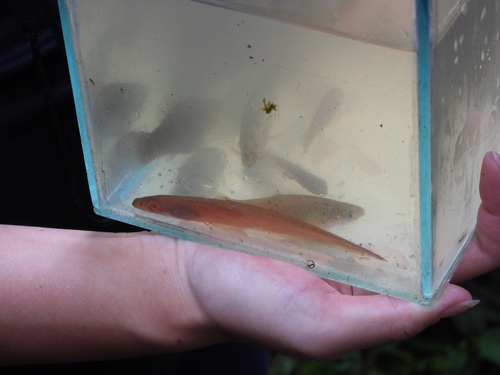 Spotted banded knifefish (Gymnotus maculosus) — Gymnotidae