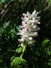 Corydalis caseana