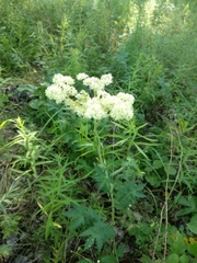 Filipendula stepposa
