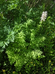 Corydalis caseana