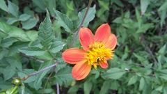 Ochraethes z-littera