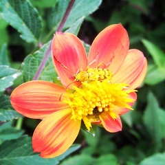 Ochraethes z-littera