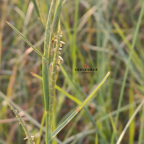 Hemarthria compressa iNat (1)