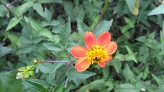 Ochraethes z-littera