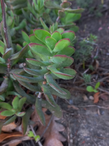 Crassula latibracteata