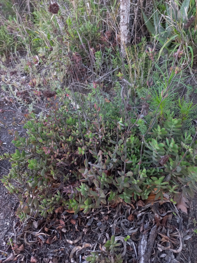 Crassula latibracteata