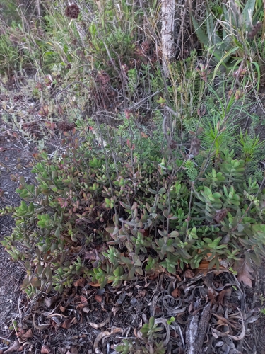 Crassula latibracteata
