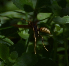 Mischocyttarus navajo