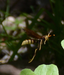 Mischocyttarus navajo