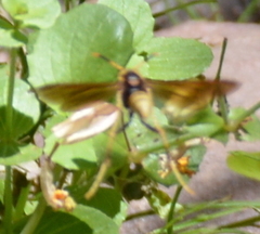 Mischocyttarus navajo