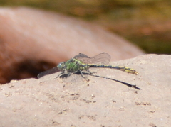 Ophiogomphus arizonicus