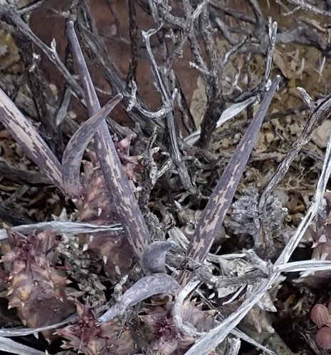 Ceropegia arida