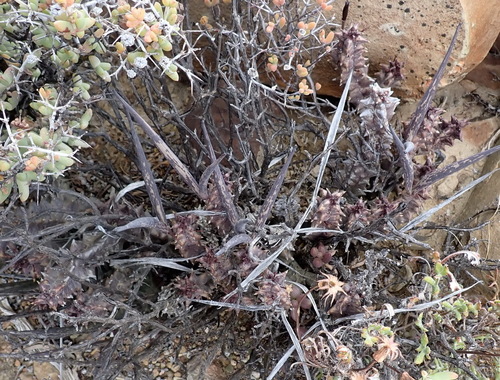 Ceropegia arida