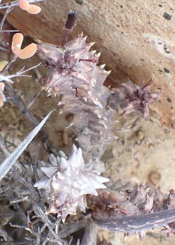 Ceropegia arida