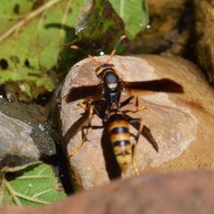 Polistes comanchus navajoe