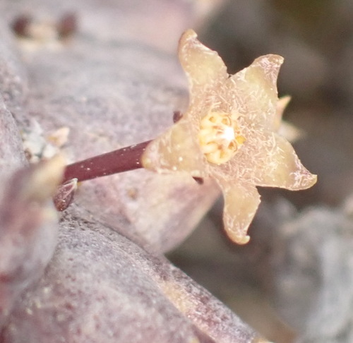 Ceropegia arida