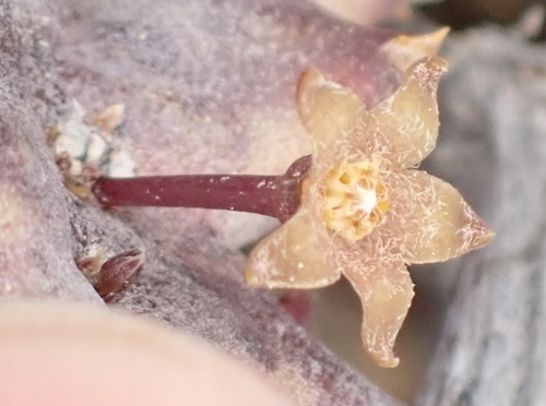Ceropegia arida